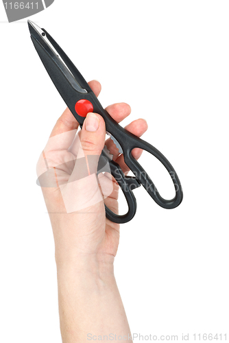 Image of Hand holding kitchen scissors