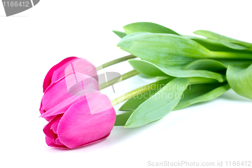 Image of Bunch of pink tulips