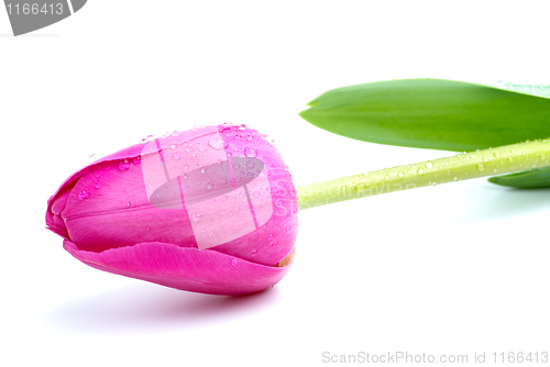 Image of Unblown pink tulip with drops of water