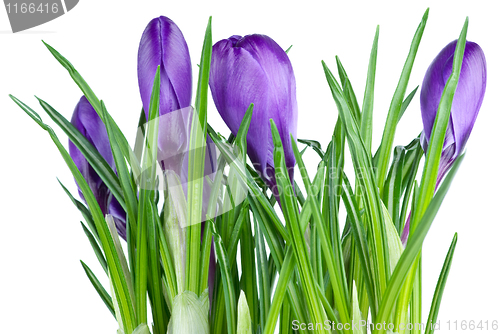 Image of Bunch of violet crocuses