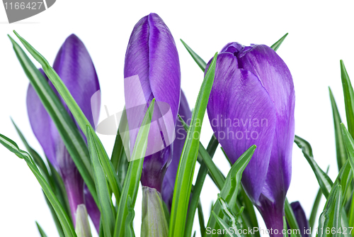 Image of Violet crocus buds