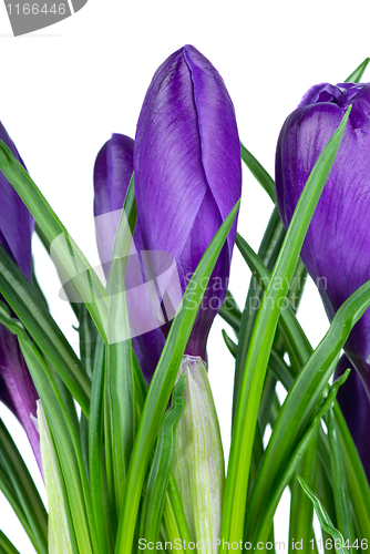 Image of Violet crocus flowers