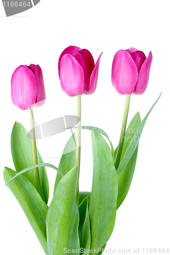 Image of Three pink tulips 