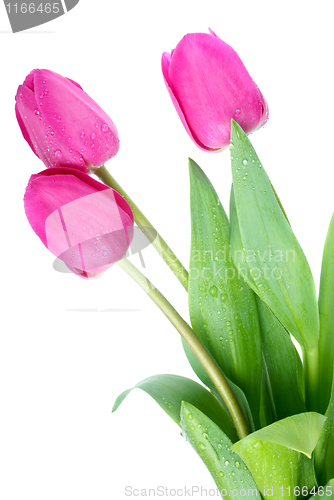 Image of Pink tulips