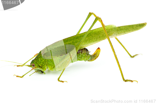 Image of Big green grasshopper (Tettigonia viridissima)