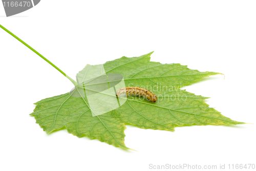 Image of Caterpillar crawling over green leaf