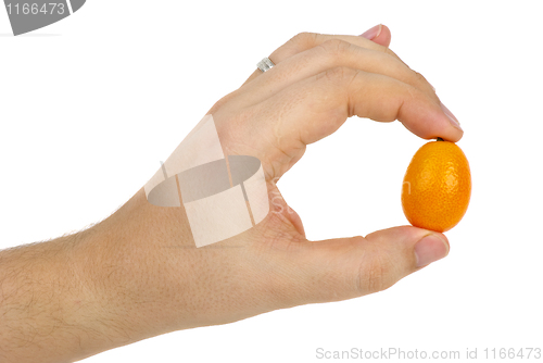 Image of Kumquat fruit in hand