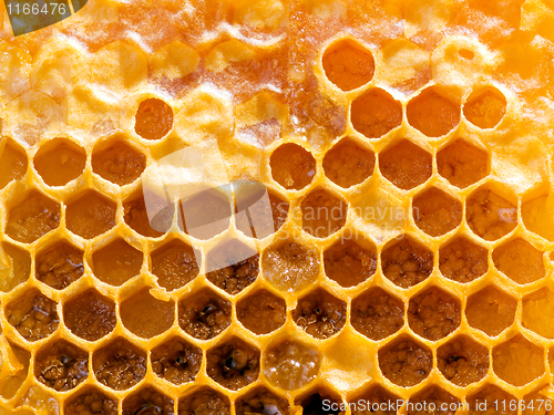 Image of Honeycomb.