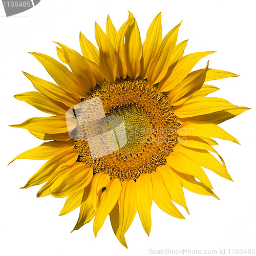 Image of Sunflower.