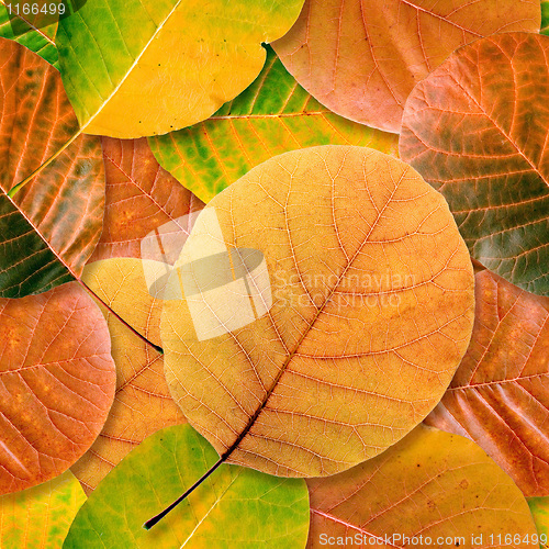 Image of Fall leaf seamless background.