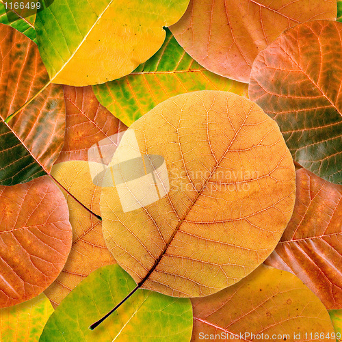 Image of Fall leaf seamless background.