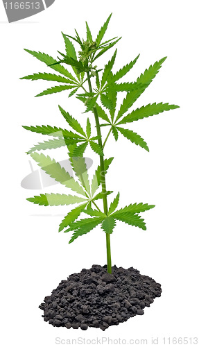 Image of Hemp.