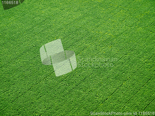 Image of Green field on rows from above.