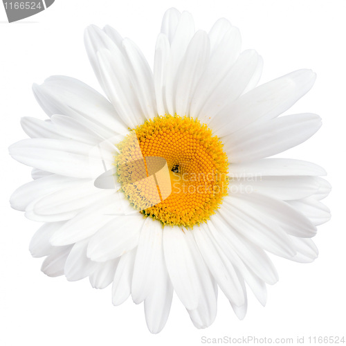 Image of Chamomile.