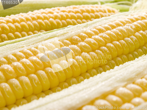 Image of Corn.