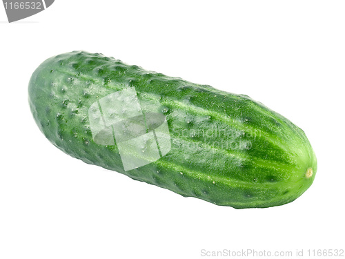 Image of Cucumber.