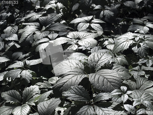 Image of Dark green plants.