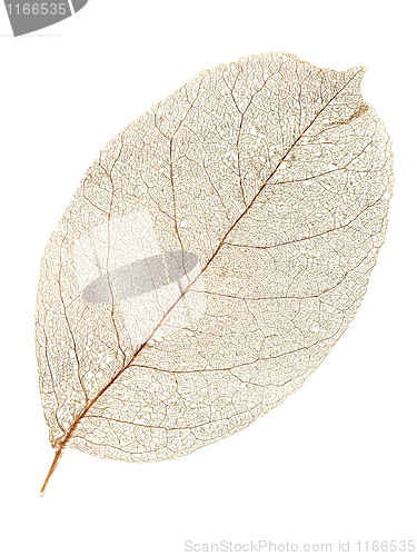 Image of Dry leaf.