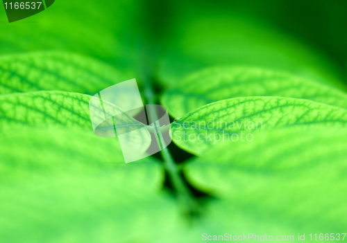 Image of Foliage.