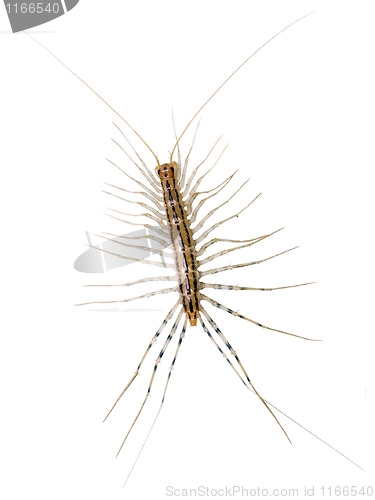 Image of House centipede (Scutigera coleoptrata).