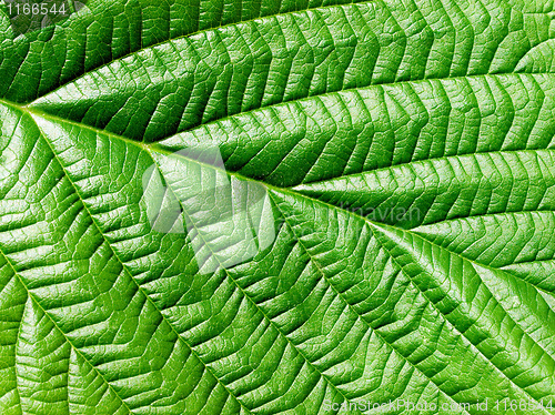Image of Green leaf.