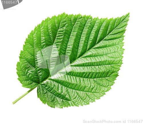 Image of Green leaf.