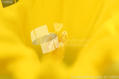 Image of daffodil macro