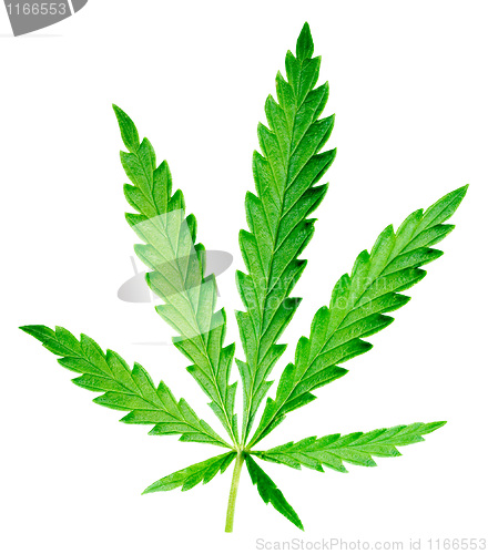 Image of Hemp leaf.