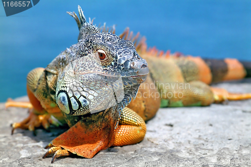 Image of Iguana.