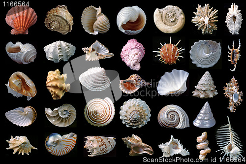 Image of Shells.