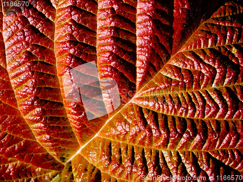 Image of Red leaf.