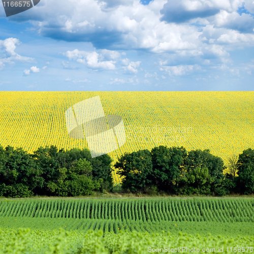 Image of Sunflower field.