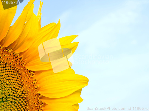 Image of Sunflower.