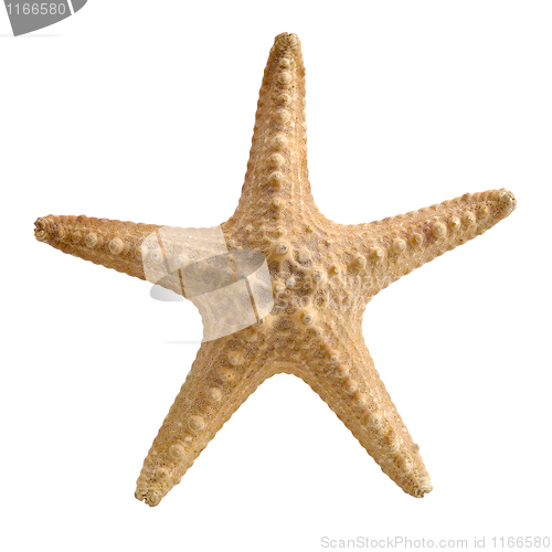 Image of Starfish.