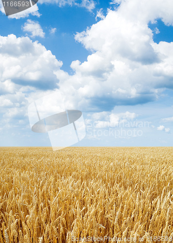 Image of Wheat field.