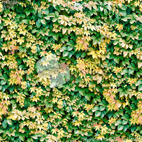 Image of Vine seamless background.