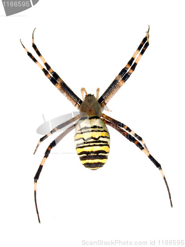 Image of Spider.