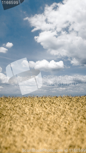 Image of Wheat field on sky background.