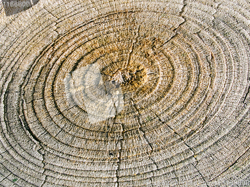 Image of Wood texture.