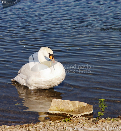 Image of swan