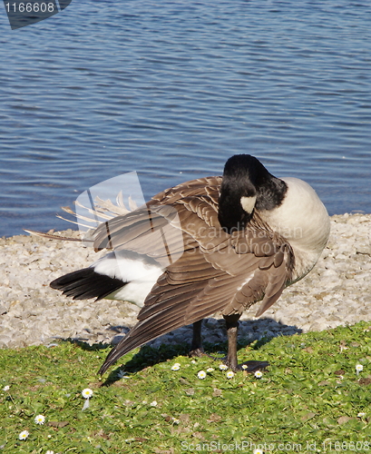 Image of Canadian goose