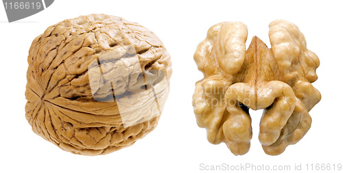 Image of Walnut.