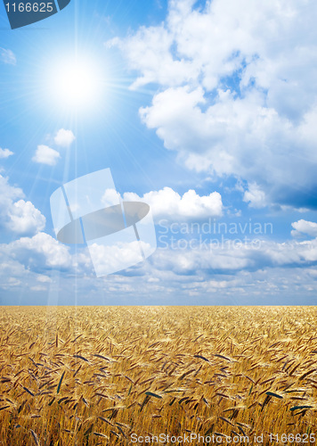 Image of Wheat field.