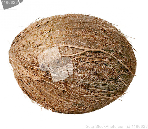 Image of Coconut.
