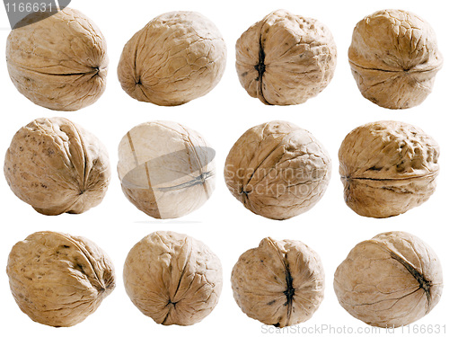 Image of Walnuts set with path.