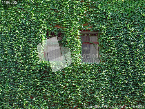 Image of Ivy on wall.