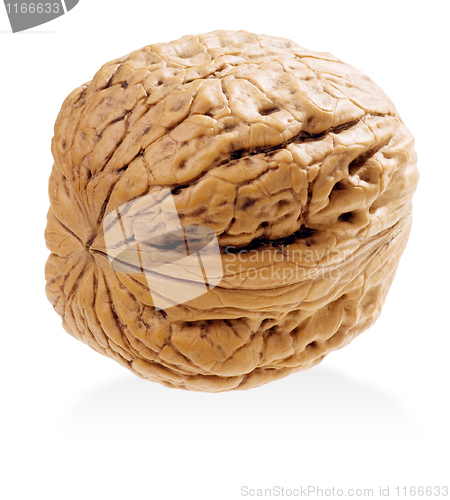 Image of Walnut.