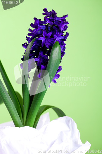 Image of decorative hyacinth