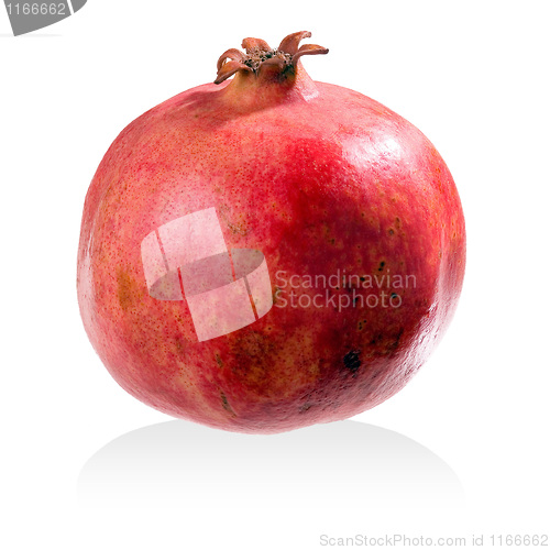 Image of Pomegranate.