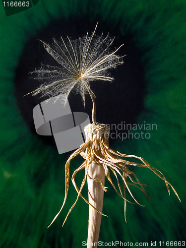 Image of Dandelion.